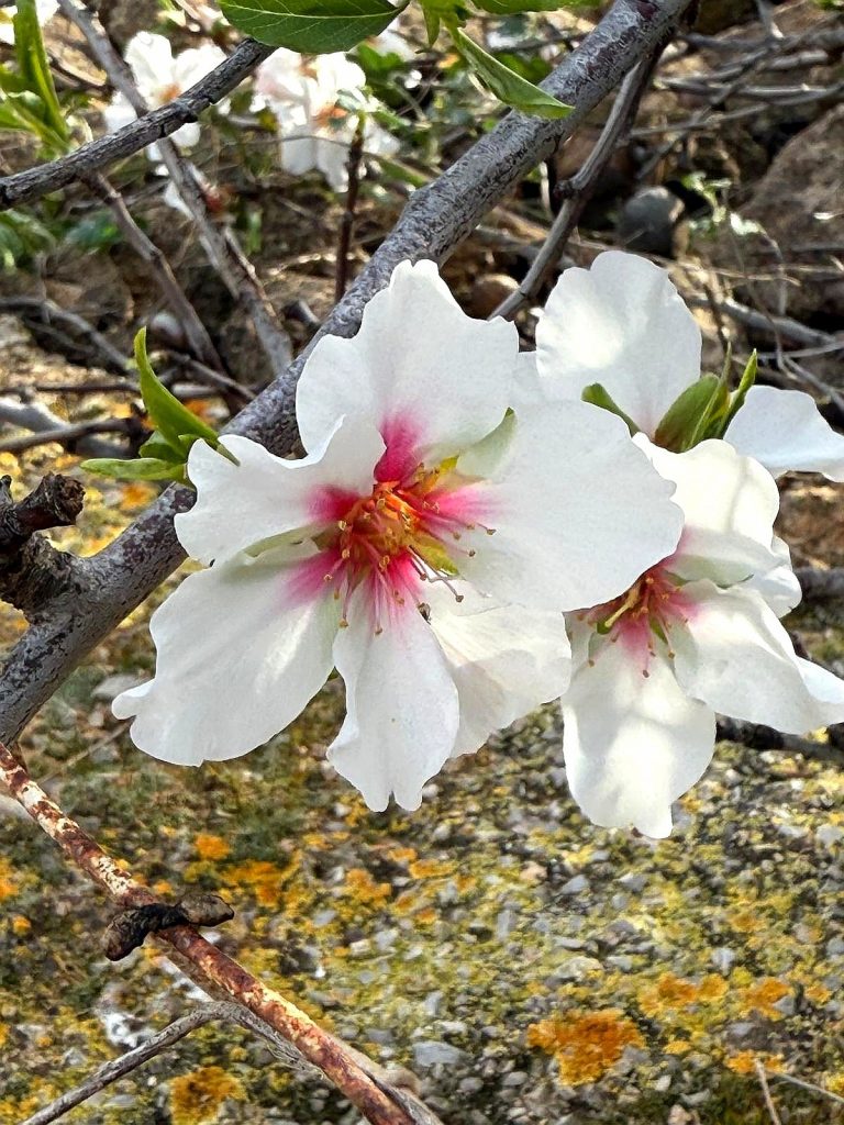 Mandelblüte Mallorca