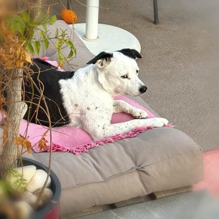 Senior-Hunde sind die besten spirituellen Lehrer überhaupt 

