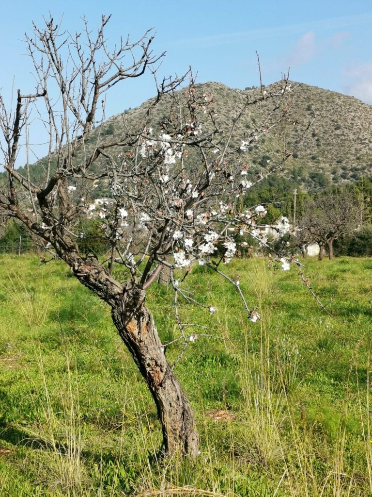 Seelenpartner an meiner Seite Seelenpartner an meiner Seite